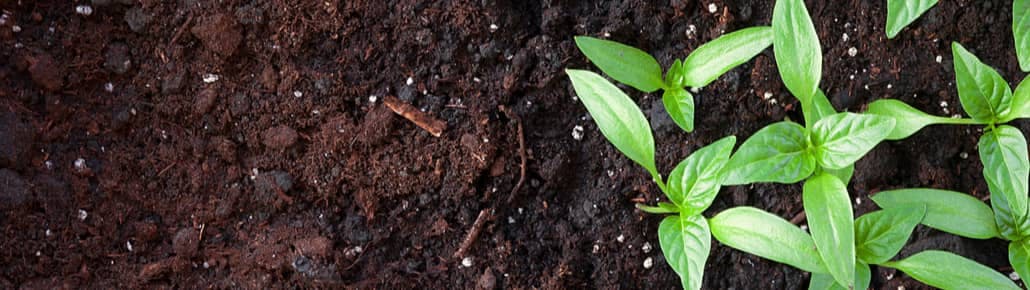 Getting Started With Composting