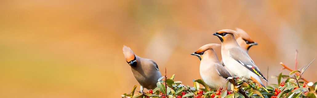 A Beginner's Guide To Bird Watching